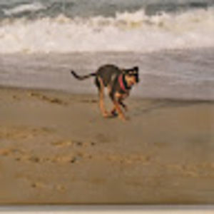 Meet your Posher, Shannon